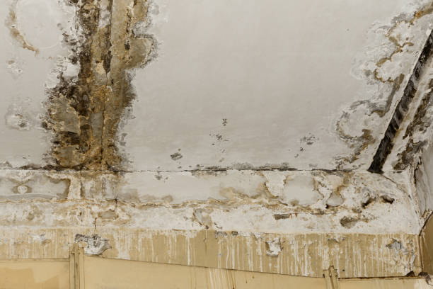 Best Asbestos and Lead Testing During Mold Inspection  in Shamrock, TX